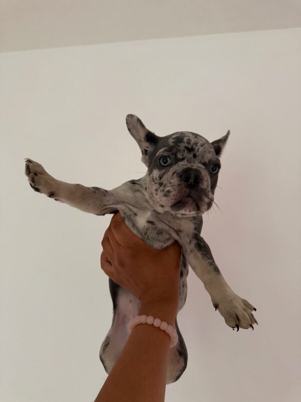 French Bulldog puppies for sale in Islington, Greater London – 8 months old - Image 5 of 7