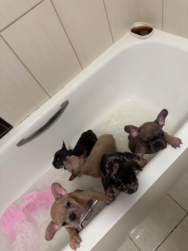 French Bulldog puppies for sale in Islington, Greater London – 8 months old - Image 6 of 7