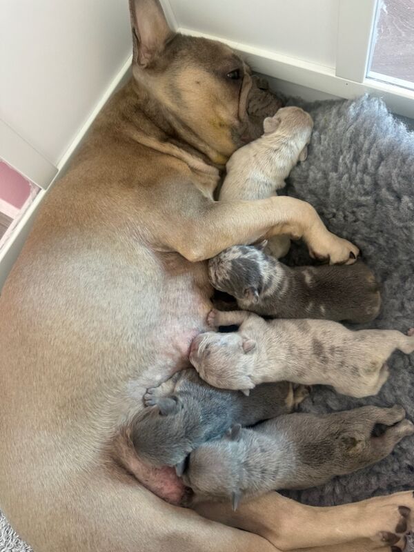French Bulldog puppies for sale in Islington, Greater London – 8 months old - Image 7 of 7