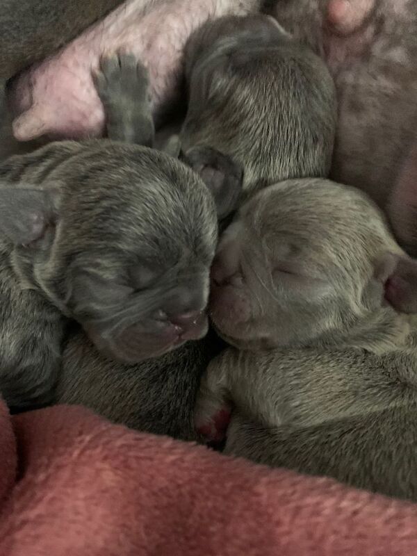 French Bulldog Puppies For Sale Under £1,000