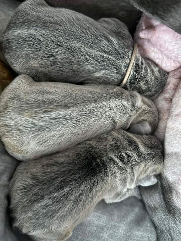 Frenchie pups - Image 2 of 4