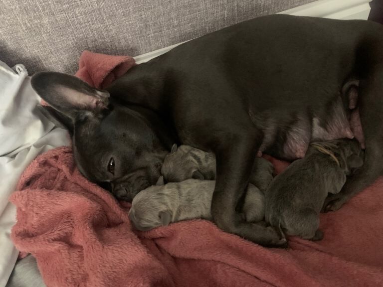 Frenchie pups - Image 3 of 4