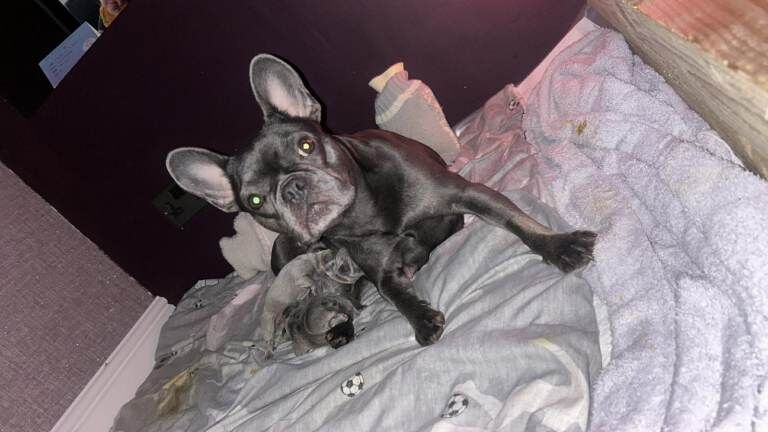 Frenchie pups - Image 4 of 4