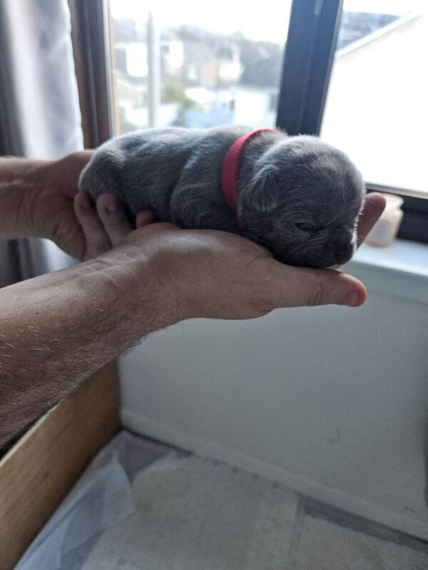 Frenchie pups