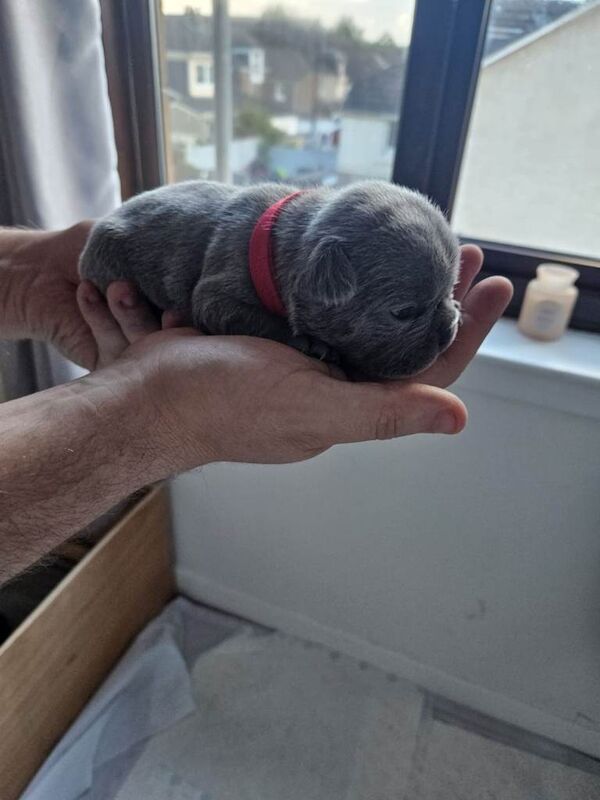Frenchie pups - Image 2 of 5