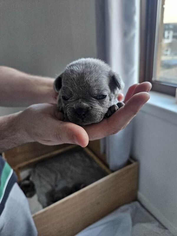 Frenchie pups - Image 3 of 5