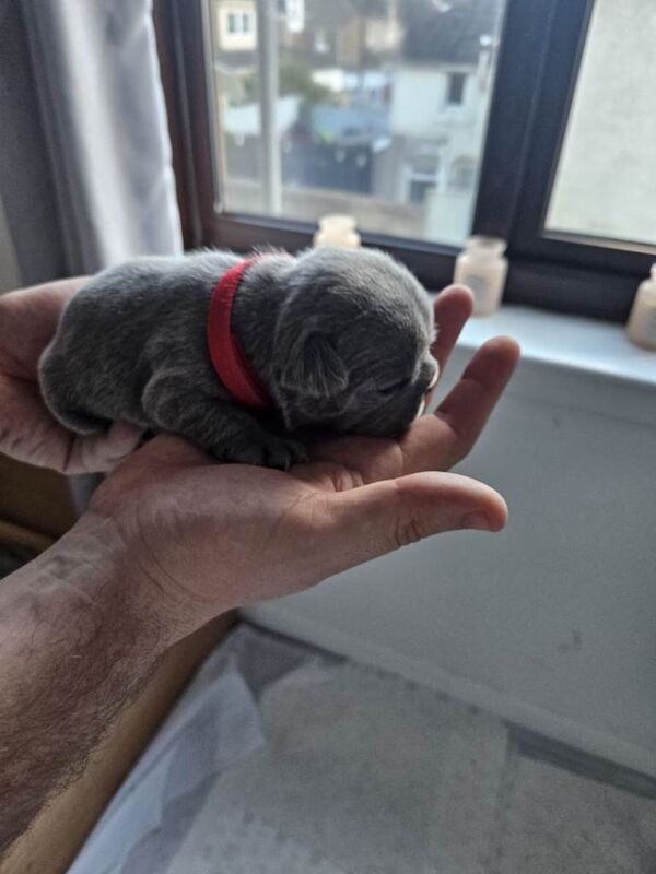 Frenchie pups - Image 4 of 5