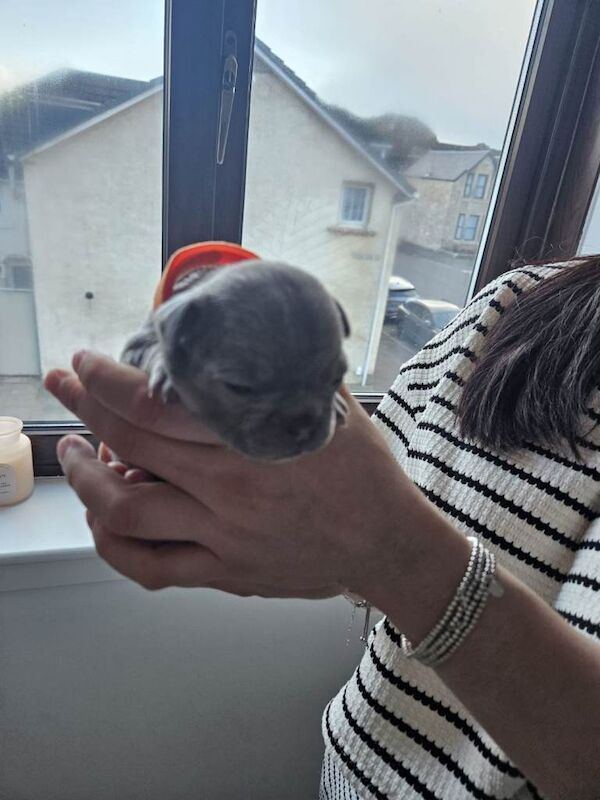 Frenchie pups - Image 5 of 5