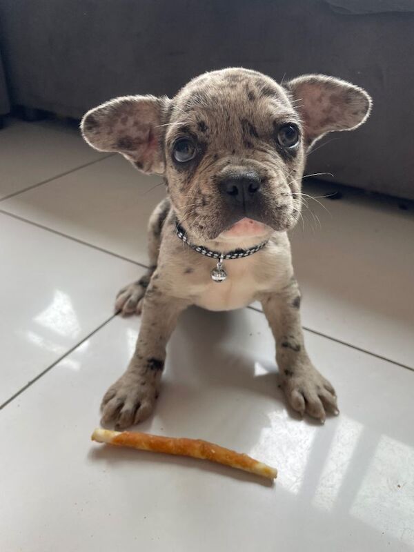 Frenchie pups