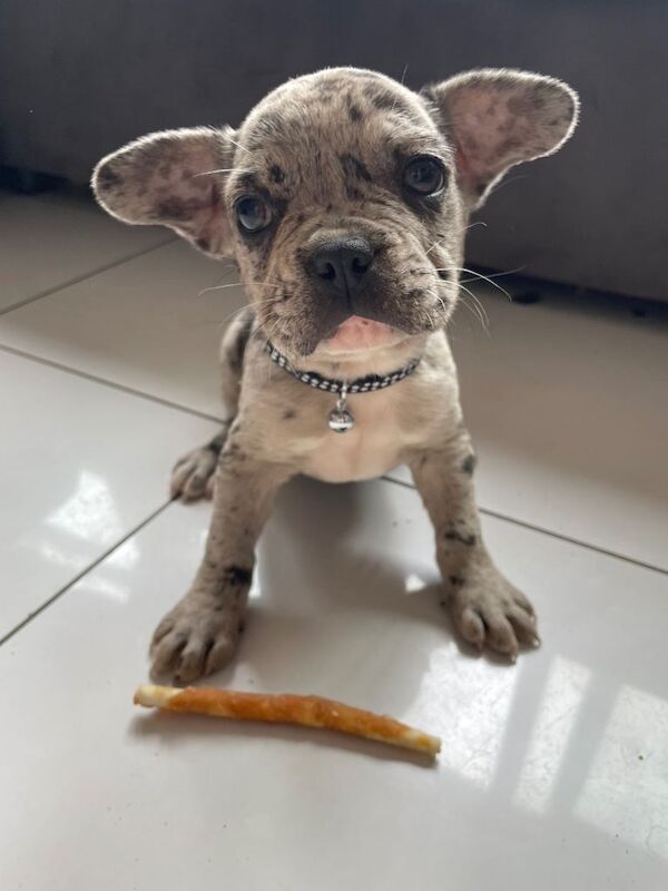 Frenchie pups - Image 2 of 6