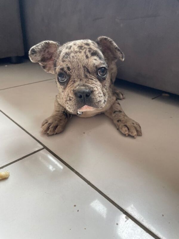 Frenchie pups - Image 3 of 6