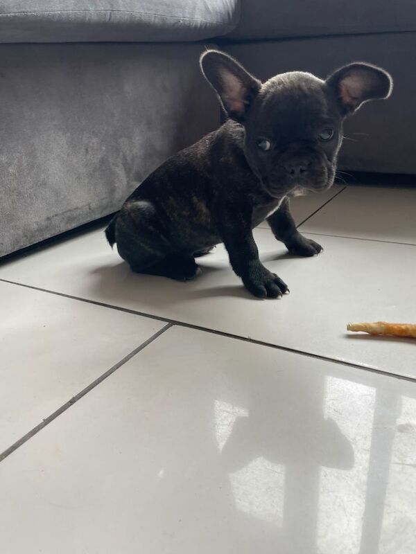 Frenchie pups - Image 6 of 6