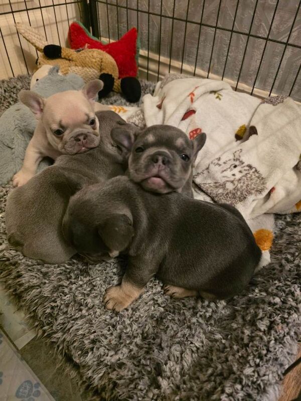 Frenchie pups for sale - Image 2 of 6