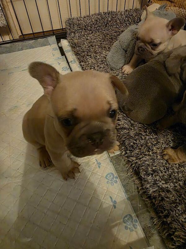 Frenchie pups for sale - Image 3 of 6