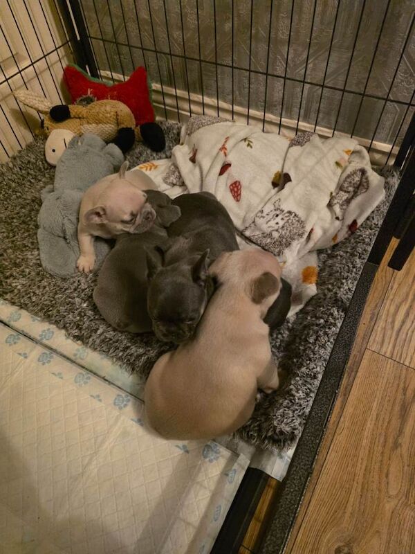 Frenchie pups for sale - Image 4 of 6