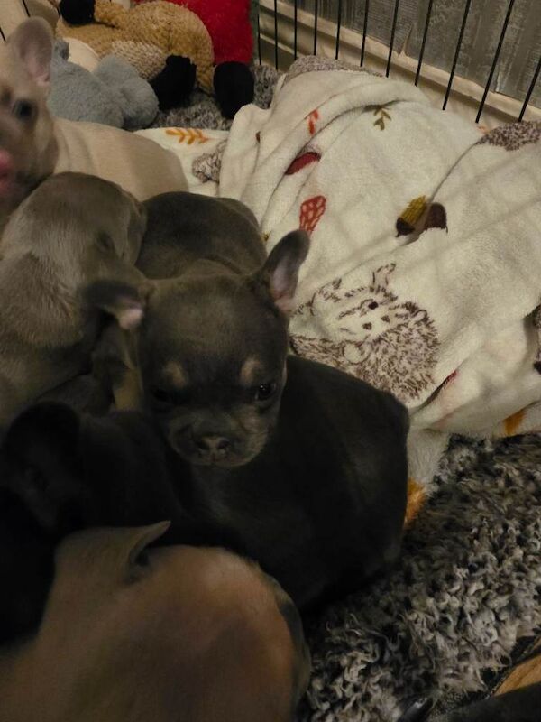 Frenchie pups for sale - Image 5 of 6
