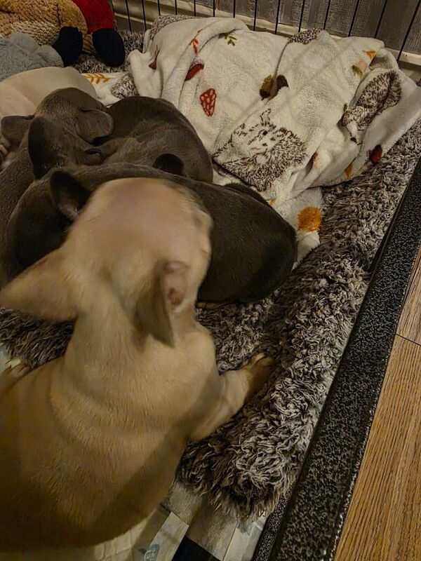 Frenchie pups for sale - Image 6 of 6