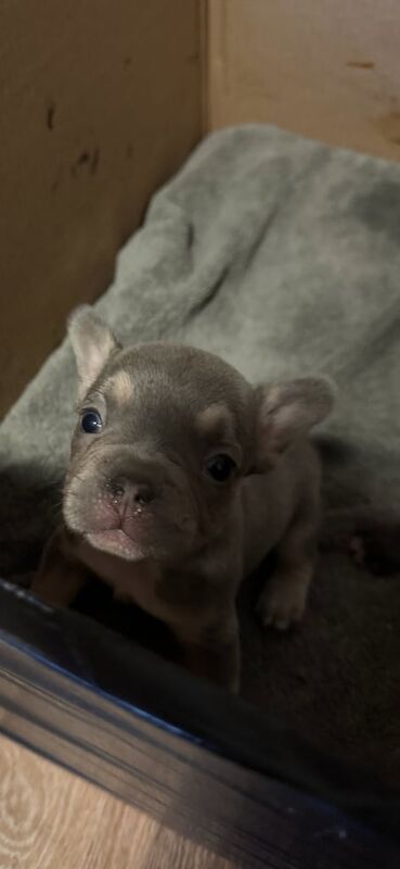 Frenchie Pups KC Reg for sale in Enniskillen, County Fermanagh