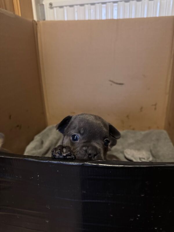 Frenchie Pups KC Reg for sale in Enniskillen, County Fermanagh | Image 3