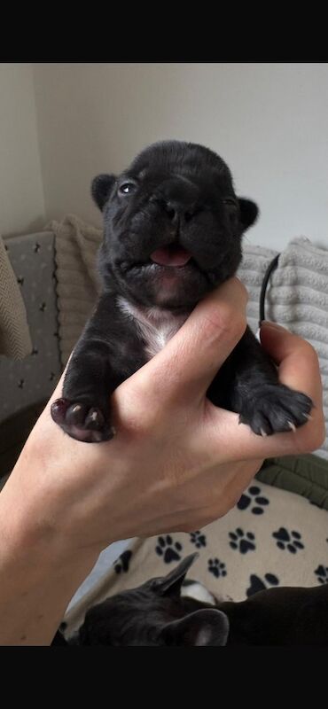 Frenchie Pups KC Registered for sale