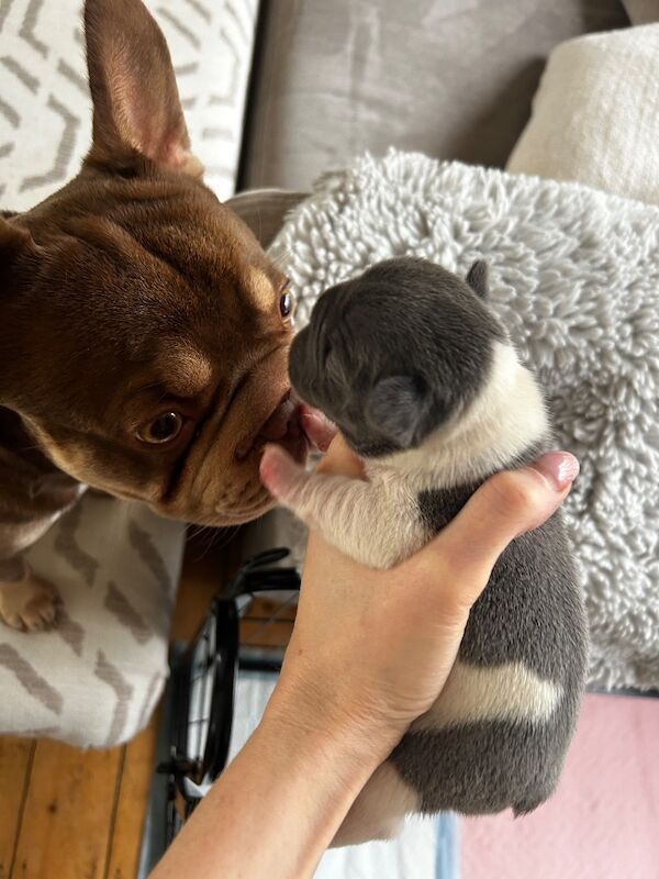 Frenchie Pups KC Registered for sale