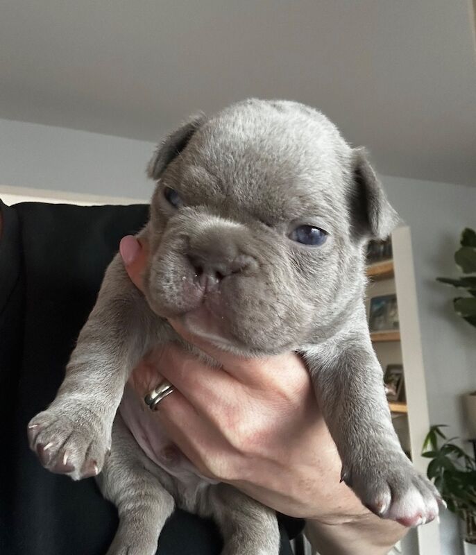 Frenchie Pups KC Registered for sale
