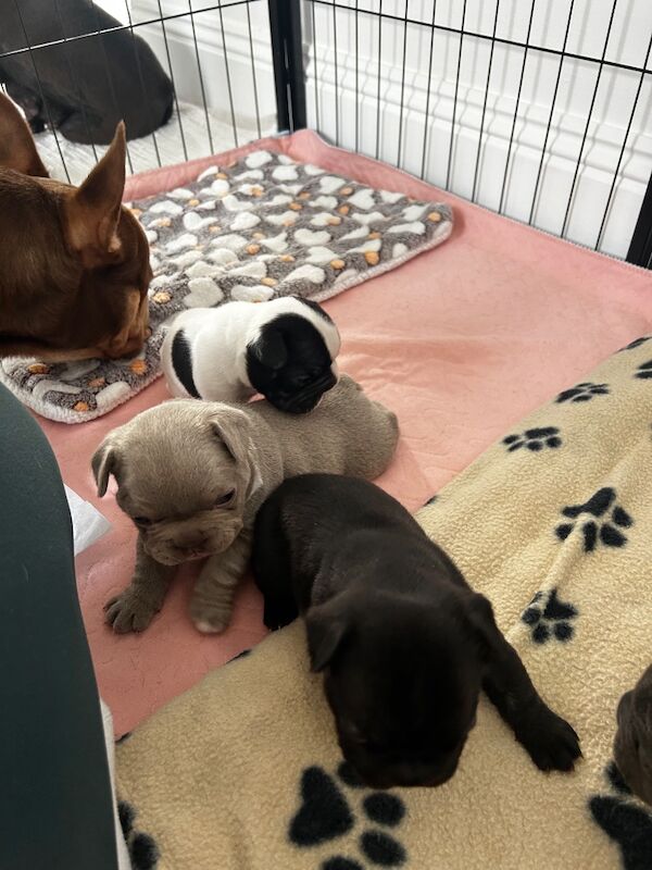 Frenchie Pups KC Registered for sale