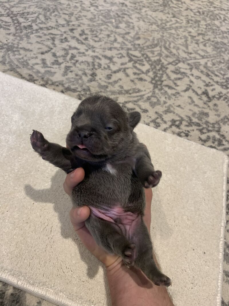 French Bulldog puppies for sale in Manchester, Greater Manchester – KC registered, 1 year old - Image 2 of 15