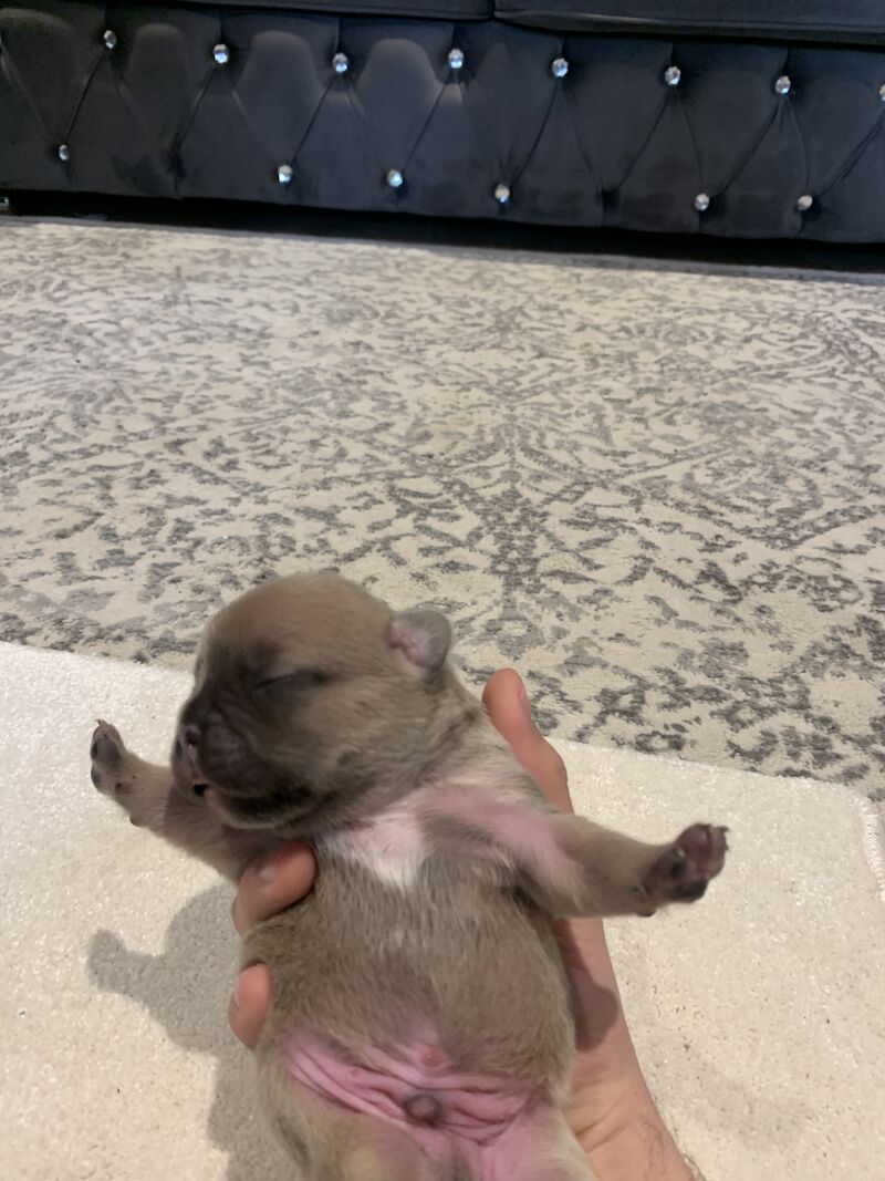 🇫🇷FRENCHIE PUPS VARIOUS COLOURS🐶 for sale in Manchester, Greater Manchester | Image 3
