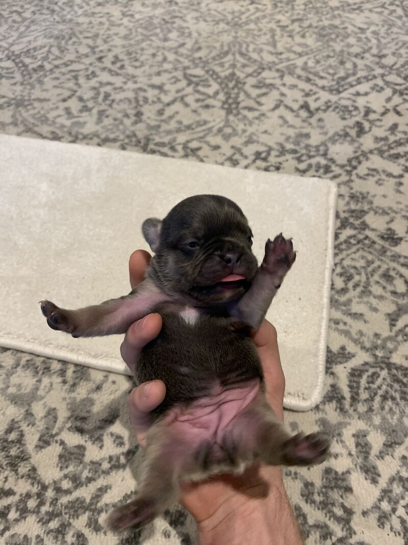 🇫🇷FRENCHIE PUPS VARIOUS COLOURS🐶 for sale in Manchester, Greater Manchester | Image 4