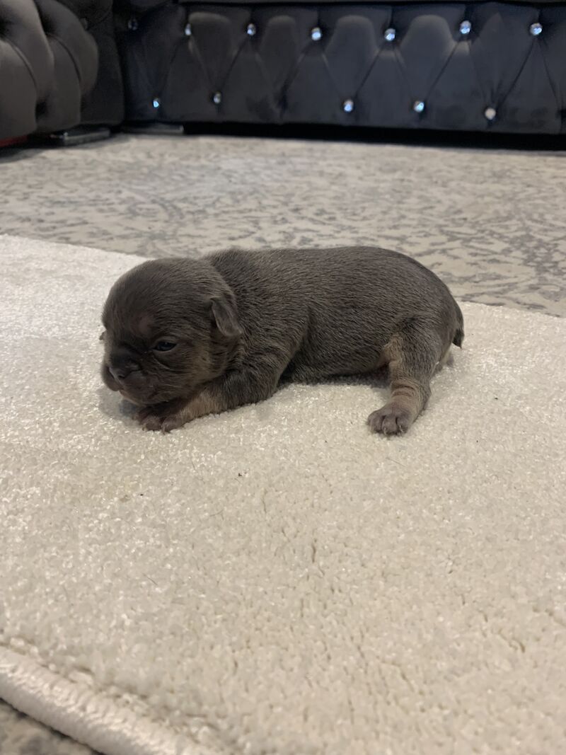 French Bulldog puppies for sale in Manchester, Greater Manchester – KC registered, 1 year old - Image 5 of 15