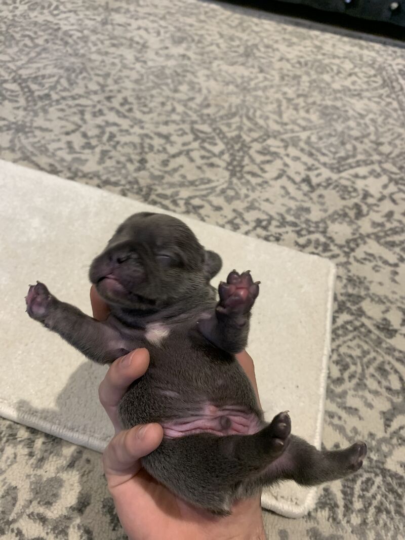 French Bulldog puppies for sale in Manchester, Greater Manchester – KC registered, 1 year old - Image 6 of 15