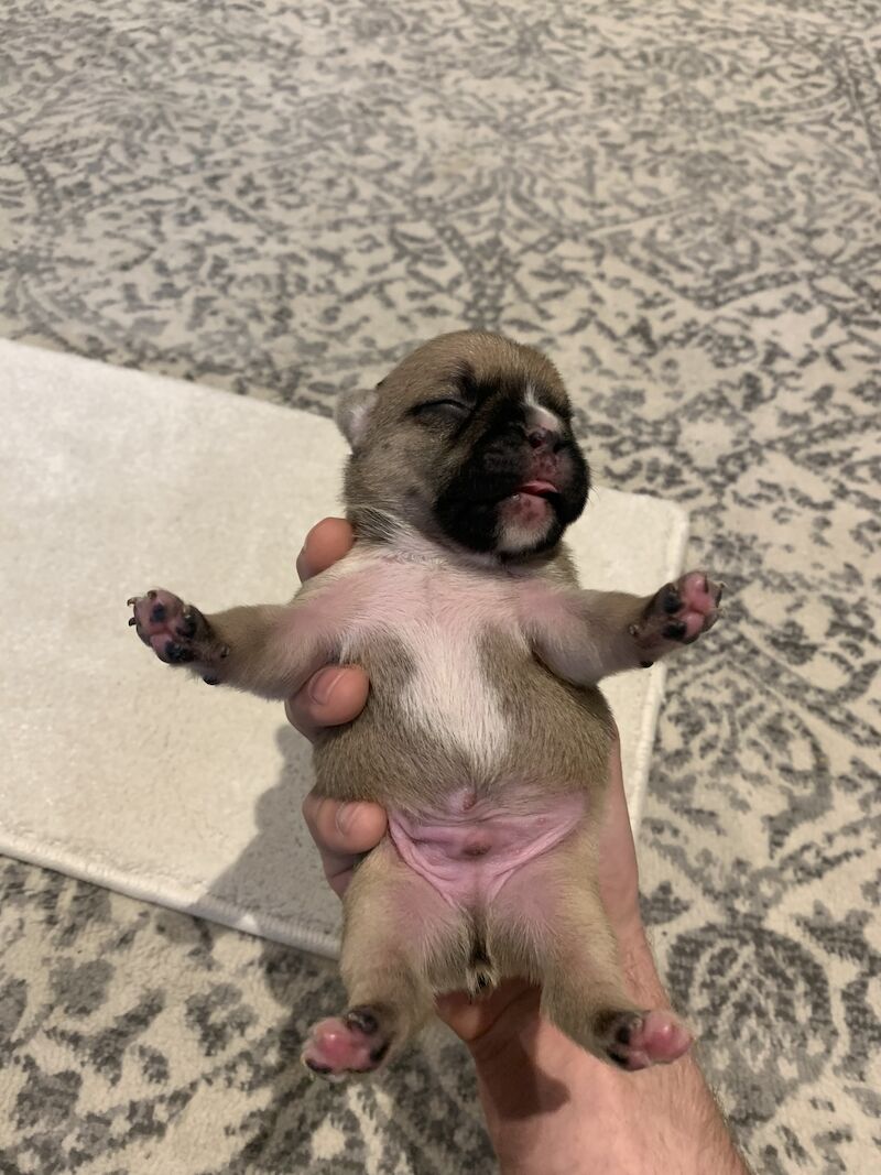 French Bulldog puppies for sale in Manchester, Greater Manchester – KC registered, 1 year old - Image 7 of 15