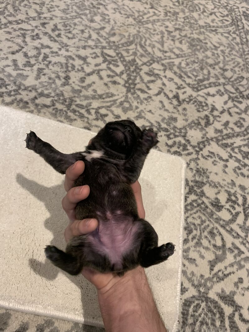French Bulldog puppies for sale in Manchester, Greater Manchester – KC registered, 1 year old - Image 8 of 15