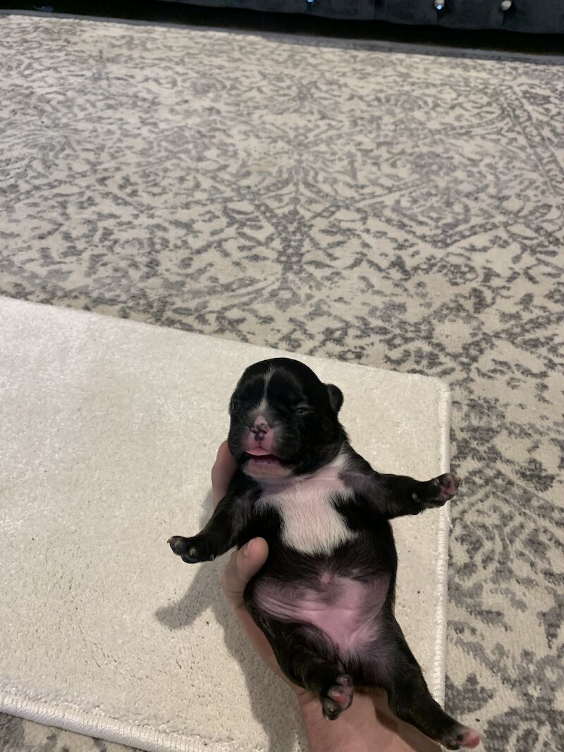 French Bulldog puppies for sale in Manchester, Greater Manchester – KC registered, 1 year old - Image 9 of 15