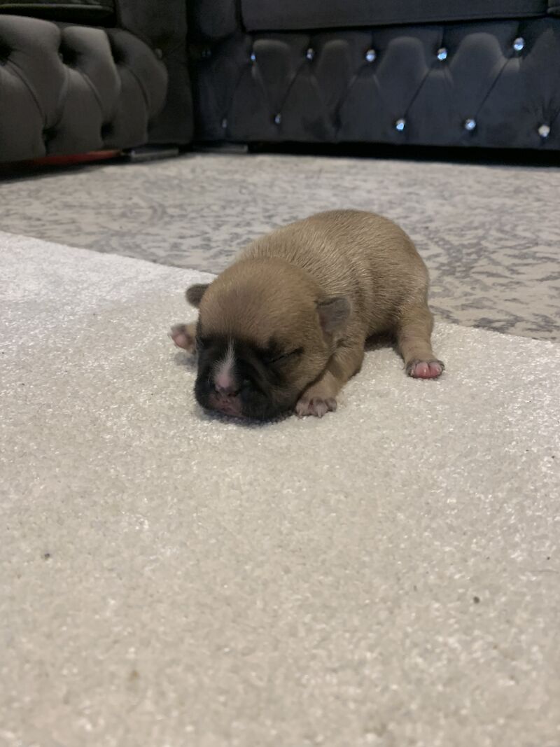 French Bulldog puppies for sale in Manchester, Greater Manchester – KC registered, 1 year old - Image 10 of 15