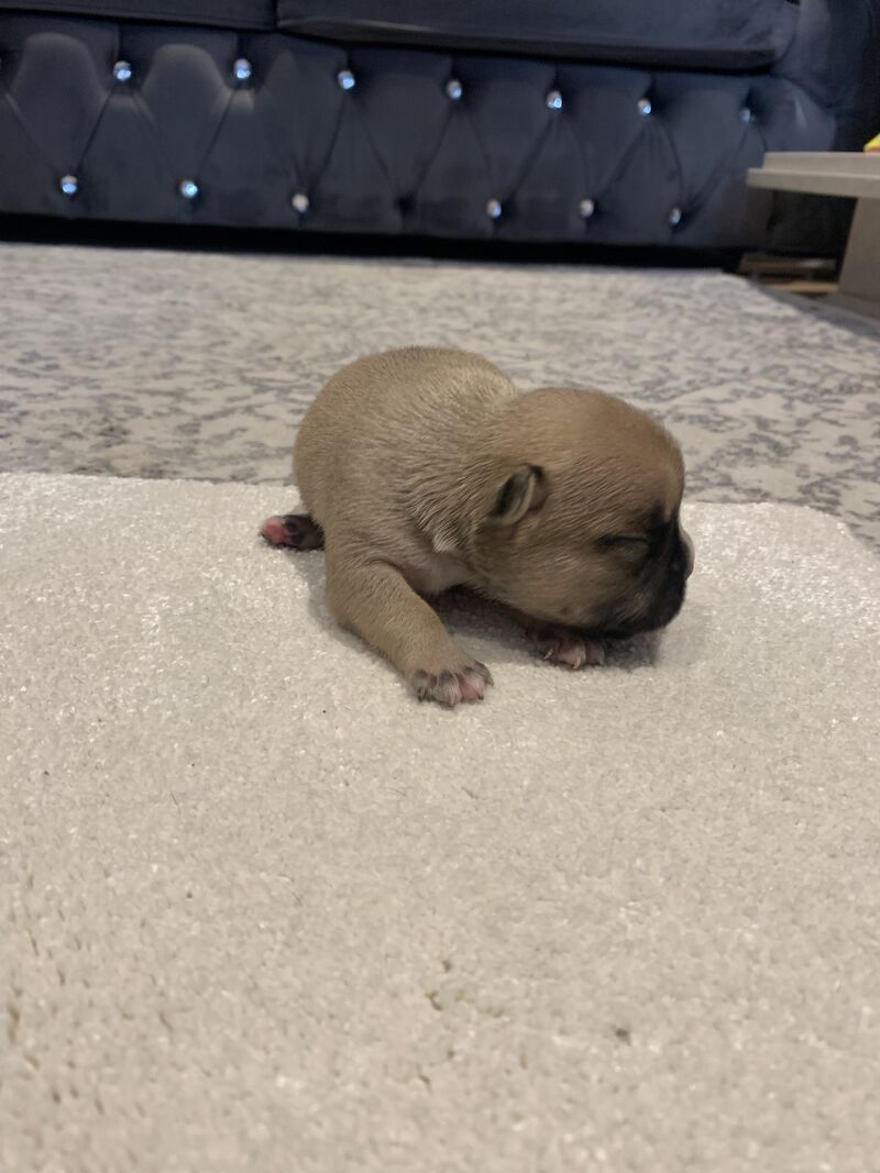 French Bulldog puppies for sale in Manchester, Greater Manchester – KC registered, 1 year old - Image 11 of 15