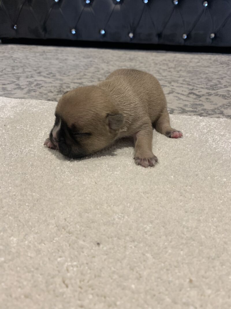 French Bulldog puppies for sale in Manchester, Greater Manchester – KC registered, 1 year old - Image 13 of 15