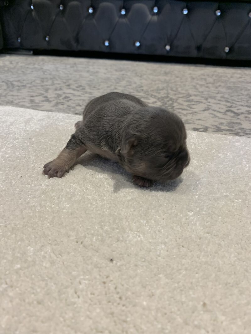 French Bulldog puppies for sale in Manchester, Greater Manchester – KC registered, 1 year old - Image 14 of 15