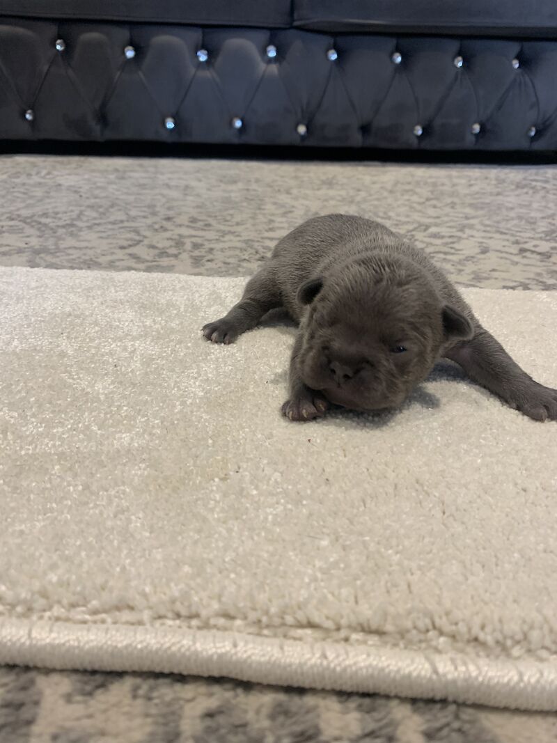 French Bulldog puppies for sale in Manchester, Greater Manchester – KC registered, 1 year old - Image 15 of 15