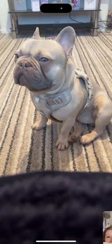 Frenchie with papers - Image 2 of 4