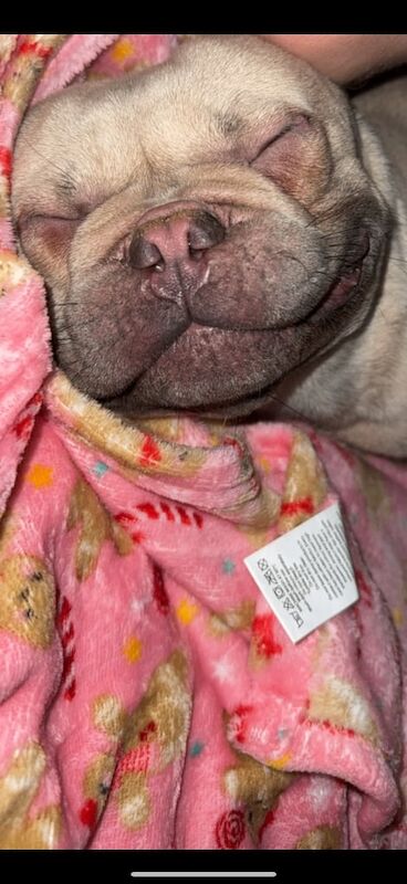 Frenchie with papers - Image 3 of 4