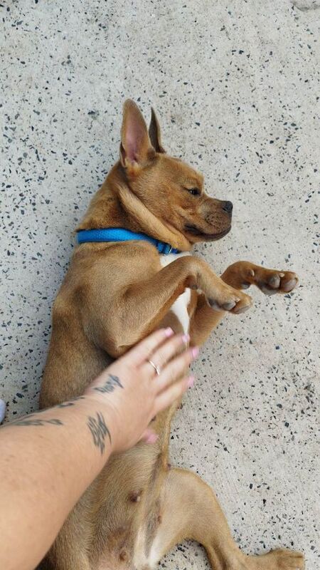 Frenchie X - Image 2 of 4