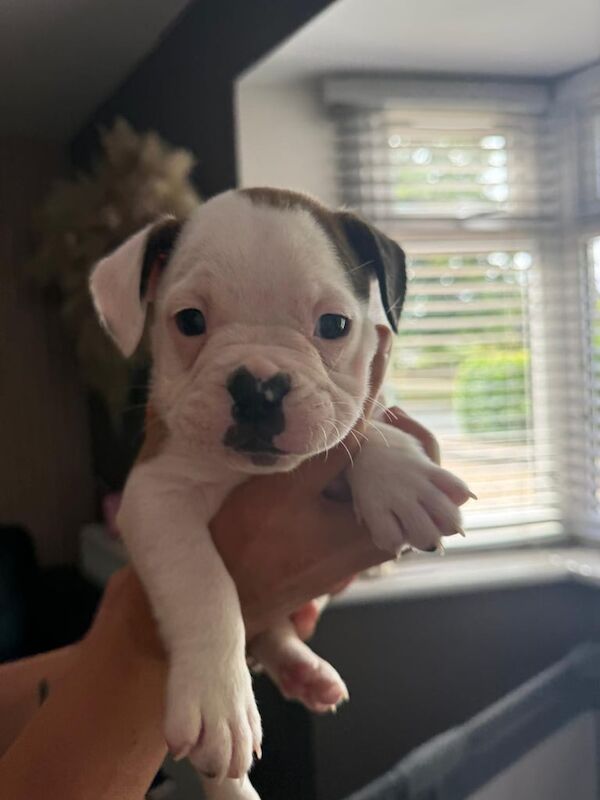 French Bulldog puppies for sale in Norwich, Norfolk – 6 weeks old