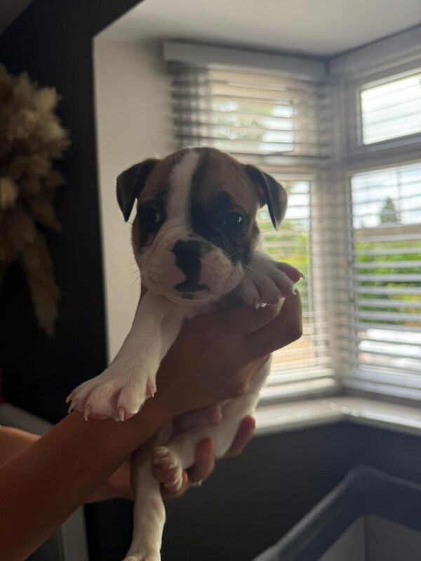 French Bulldog puppies for sale in Norwich, Norfolk – 6 weeks old - Image 2 of 3
