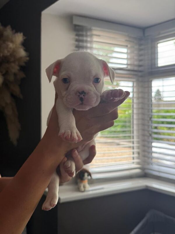 French Bulldog puppies for sale in Norwich, Norfolk – 6 weeks old - Image 3 of 3