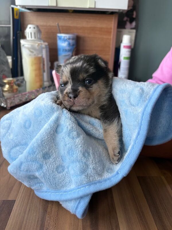 French Bulldog puppies for sale in Southend-on-Sea, Essex – 7 weeks old