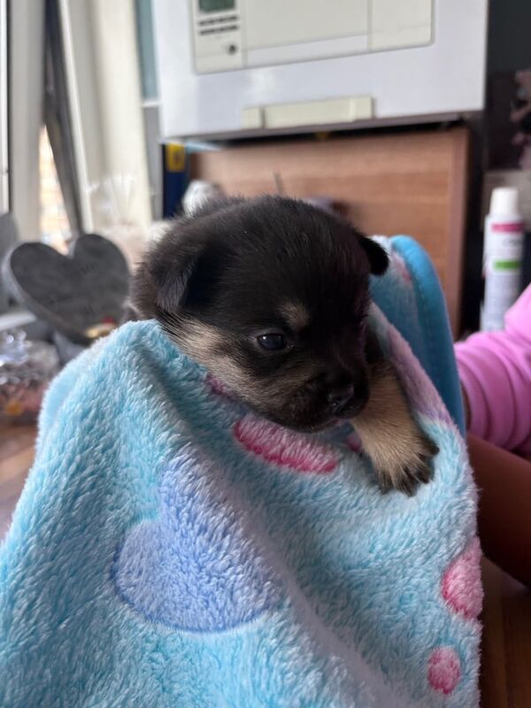 French Bulldog puppies for sale in Southend-on-Sea, Essex – 7 weeks old - Image 3 of 3