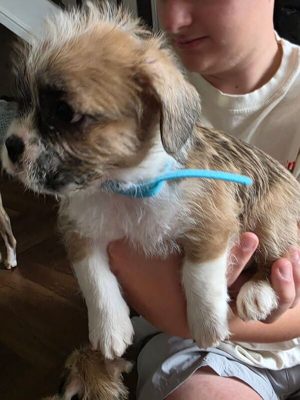 French Bulldog puppies for sale in Arnold, Nottinghamshire – 8 weeks old