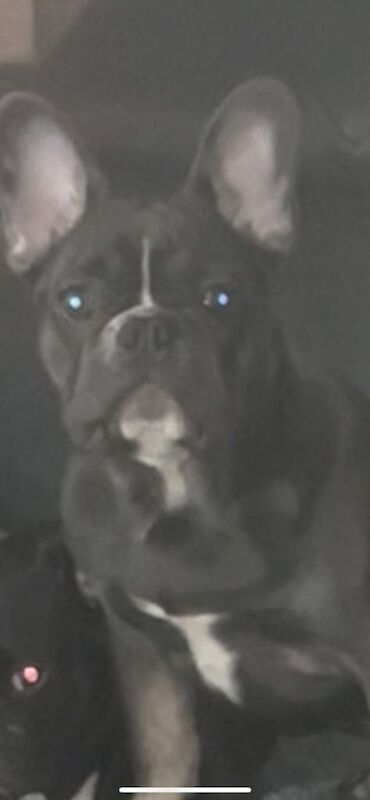 French Bulldog puppies for sale in Armadale, West Lothian – 5 months old